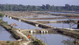 Bangladeshi shrimp farming gets app-savvy