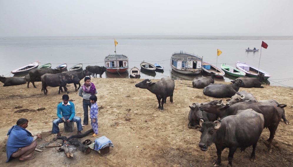 cattle-ganges