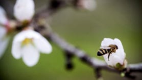 Honeybees and the pesticide sting
