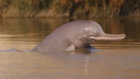 Saving the Indus River dolphin