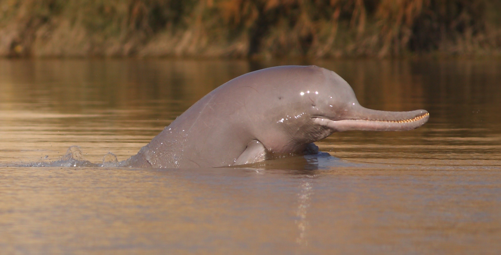 Saving the Indus River dolphin - Asia & Pacific