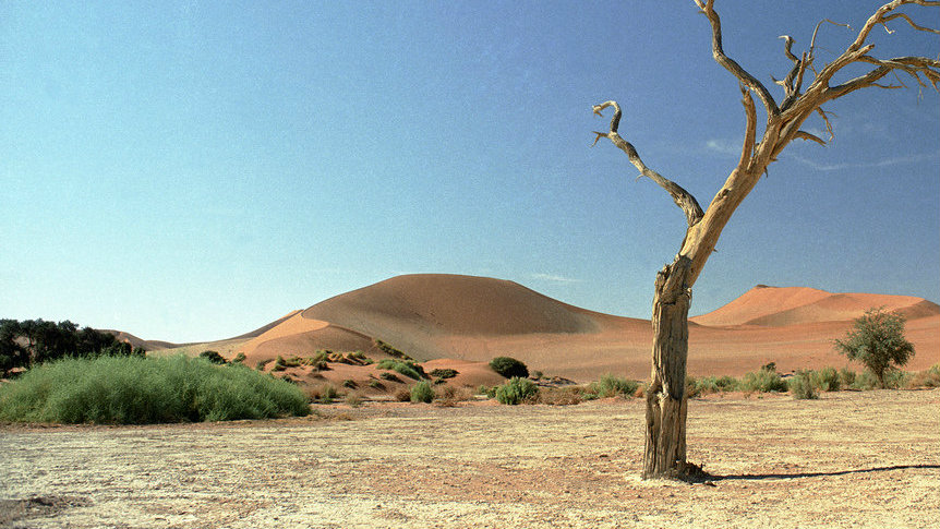 Desert Tree_Flickr_UN Photo_John Isaac22