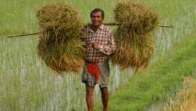 Toxic cadmium in Sri Lankan, Bangladeshi rice