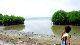 Mangroves against monsoons