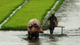 Study says rice paddies are good carbon sinks