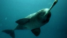 Nepal’s endangered river dolphins return