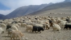 Protecting the cashmere shawl with technology