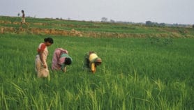 Irrigation won’t solve Indian farmers’ woes