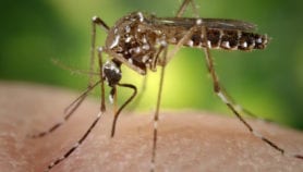 Scientists look to mosquito data to map spread of disease
