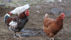 New vaccines needed to fight Newcastle disease in Pakistani birds
