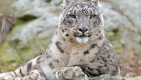 Climate change stalks the snow leopard