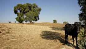 Soil erosion may threaten global food security