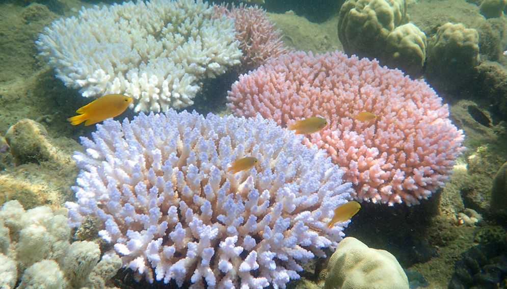 coral reef-main