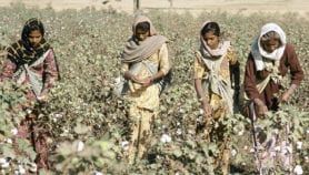 ‘India never benefited from genetically modified cotton’