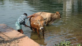 India battles COVID-19 with modern labs, cow pee