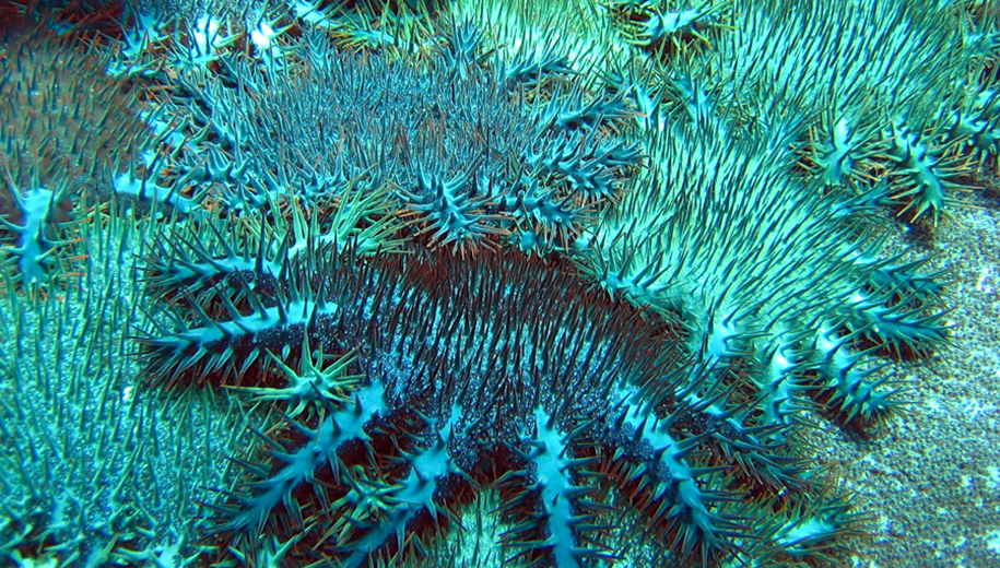 crown-of-thorns starfish-main