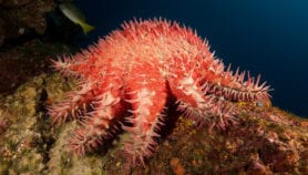 Habits of coral-eating starfish mapped for easy culling