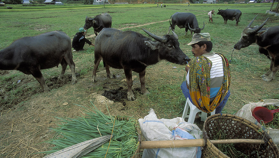 Farm animals in Indonesia-main