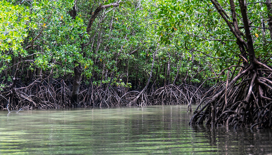 mangroves - main