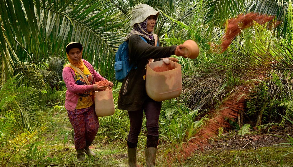 palm oil farming - main