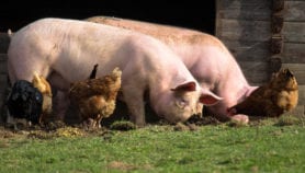 Swine fever raises fears of bird flu pandemic