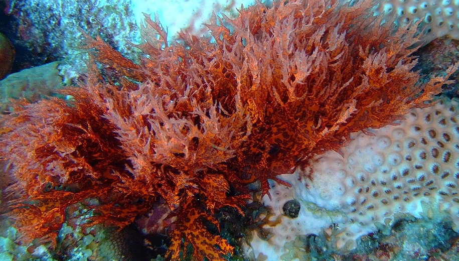 red algae - main
