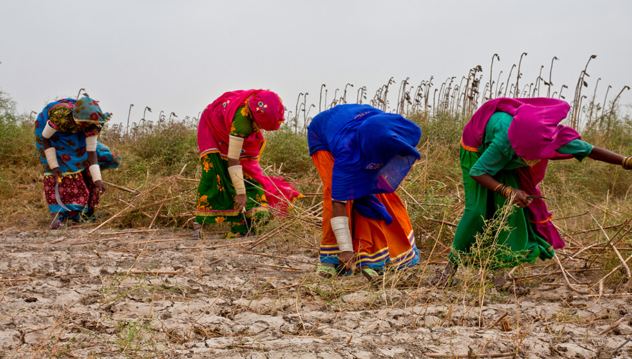 Sindh women farmers-main