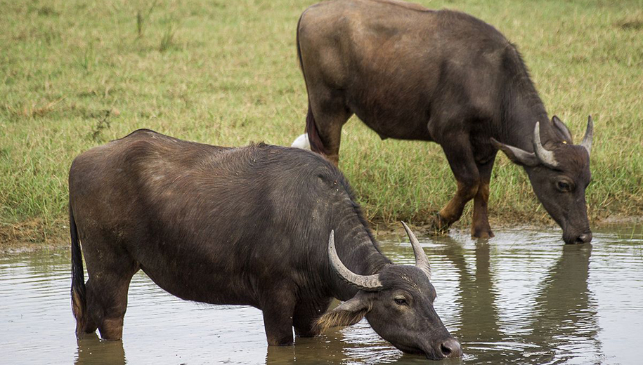 water buffalo - main