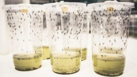 Bacteria-infected mosquitoes can’t transmit dengue