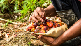 Indonesian palm oil export ban threatens global food prices