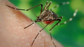 WHO guidance weighs risks, rewards of GM mosquitoes