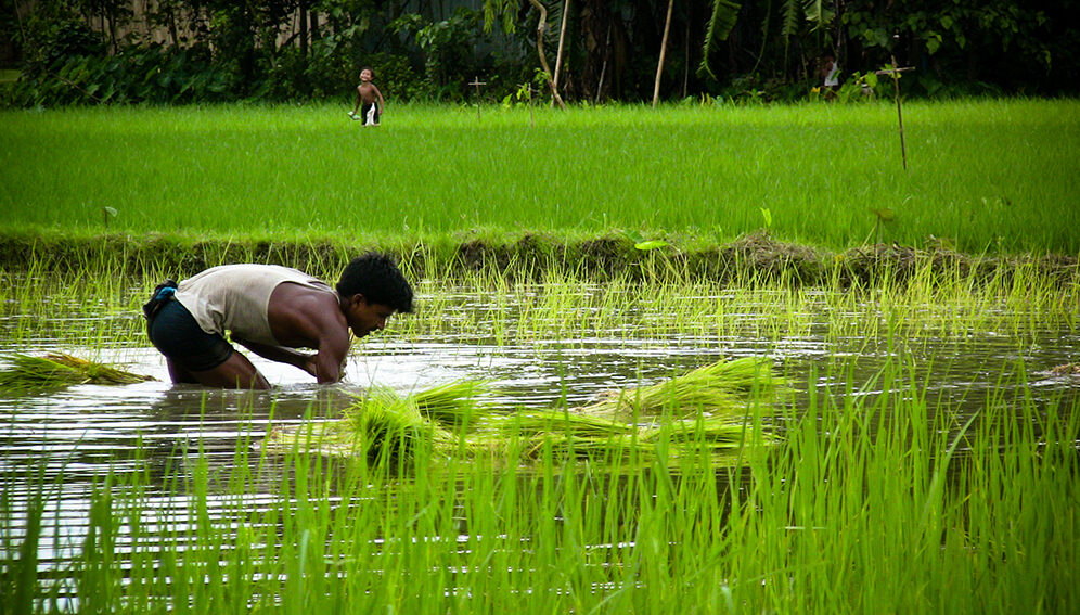 Bangladesh rice farming - main