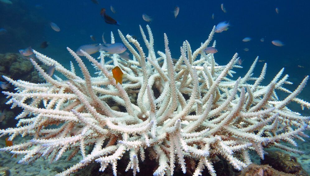 Bleached corals