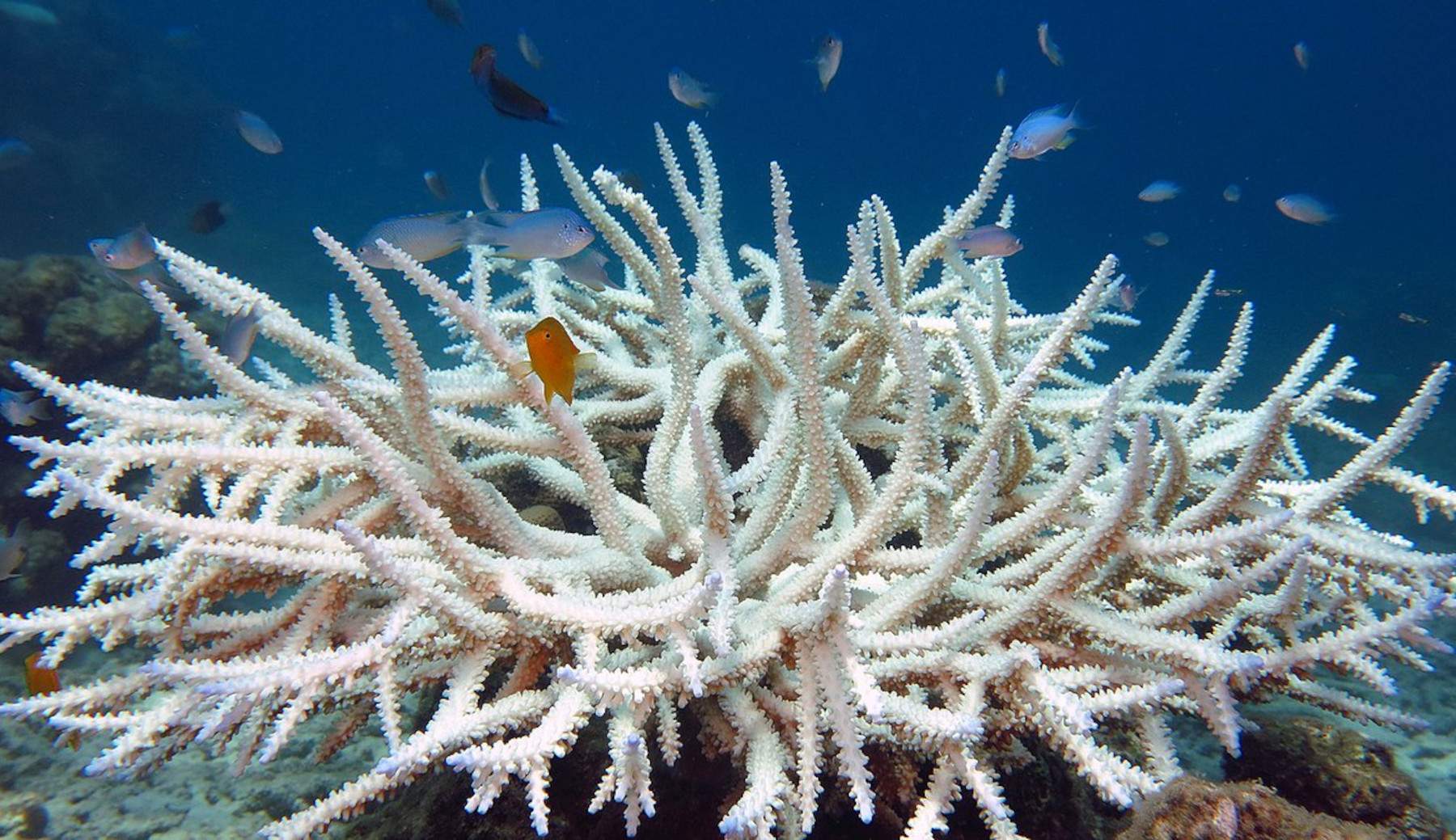Coral reefs ‘can recover quickly after bleaching’ - Asia & Pacific