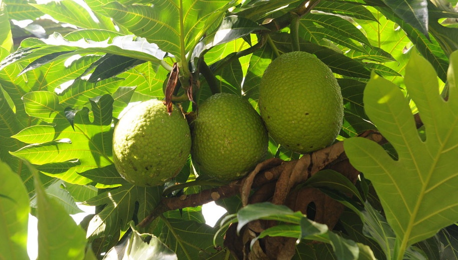 File source: http://commons.wikimedia.org/wiki/File:Breadfruit_(Artocarpus_altilis),_Malaysia.JPG