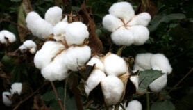 India fails to weed out illegal herbicide-tolerant cotton