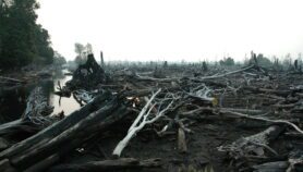Restore burned-out peatlands, ‘save billions of dollars’