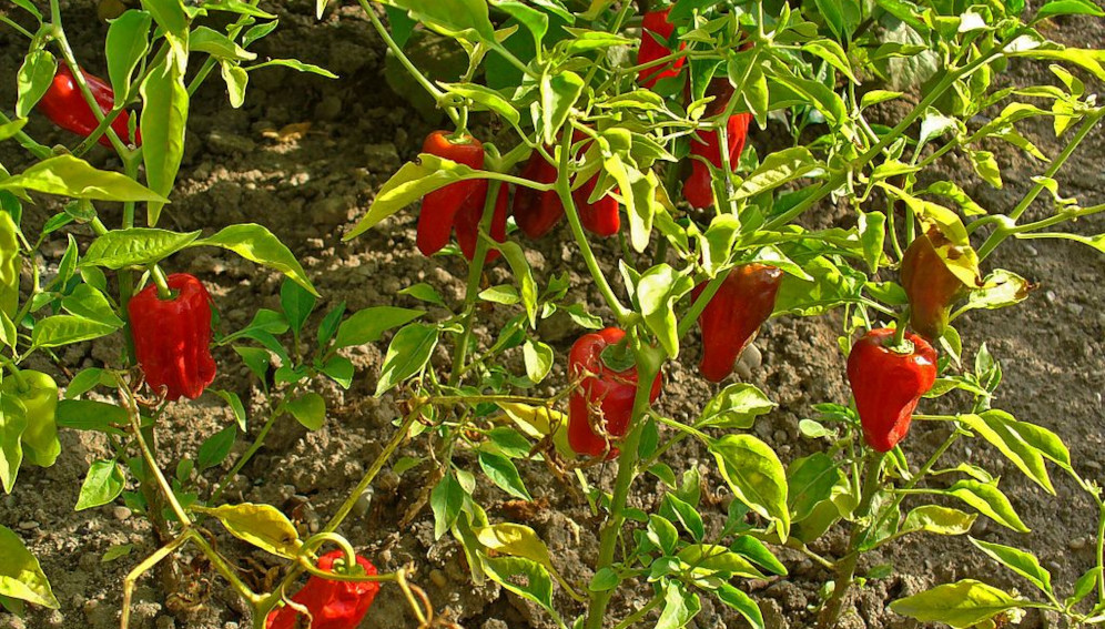 salt-tolerant-bacteria-can-fight-fungal-attacks-on-chilli-asia-and-amp-pacific