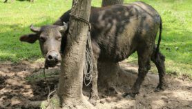 Water buffalo ‘spreading bilharzia’ in Philippines