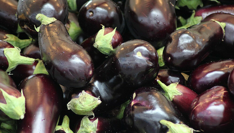 Eggplants - main