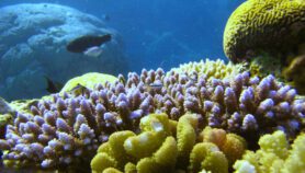 Reef biodiversity helps endangered corals survive