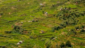 Q&A: Heritage rice terraces blend culture, modern science
