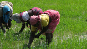 Rice dwarfing virus threatens Indian yields