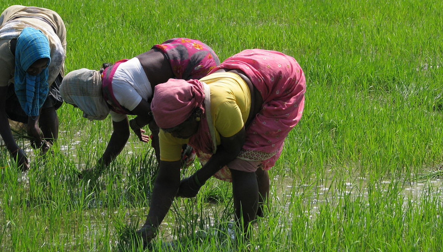 File source: http://commons.wikimedia.org/wiki/File:India_-_Sights_%26_Culture_-_Planting_Rice_Paddy_5_(3245008474).jpg