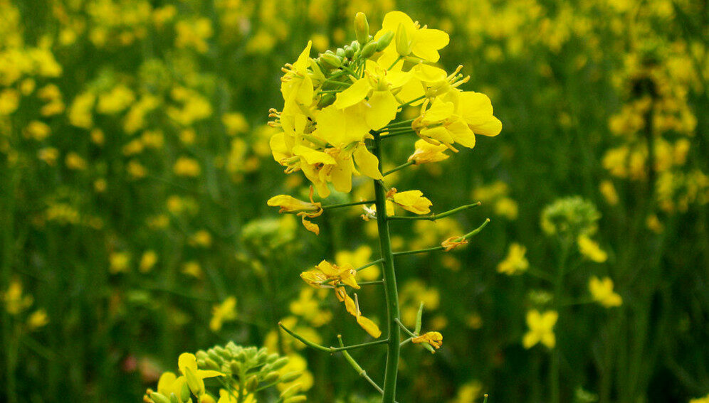 File source: http://commons.wikimedia.org/wiki/File:Mustard_plant.jpg