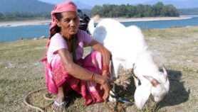 Switching wildlife for livestock fosters harmful pests