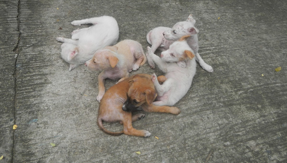 Philippines 'failing to control' rabies - Asia & Pacific