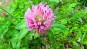 Fungicide combo against devastating red clover disease