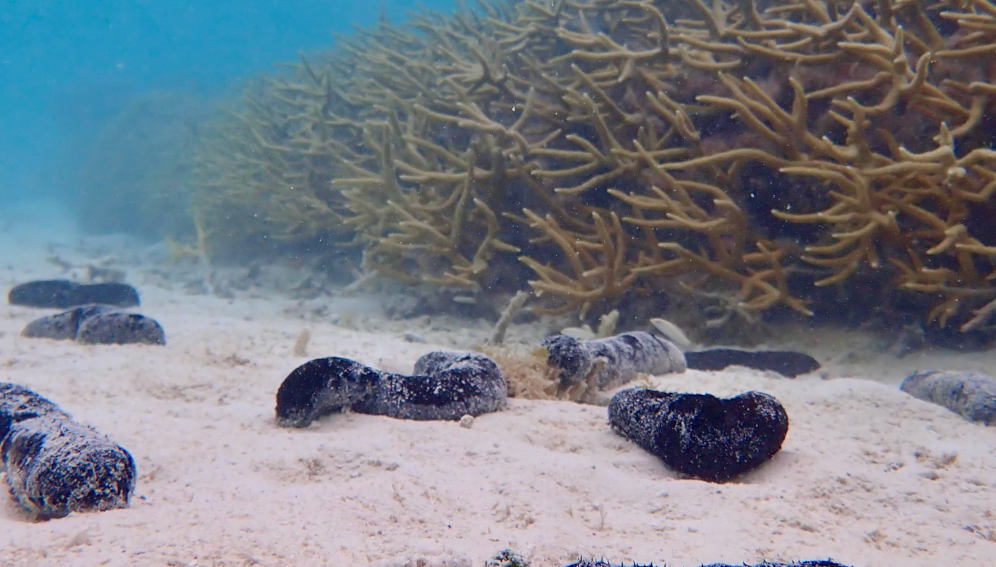 Sea cucumbers feeding next to corals. Courtesy Georgia Institute of technology.