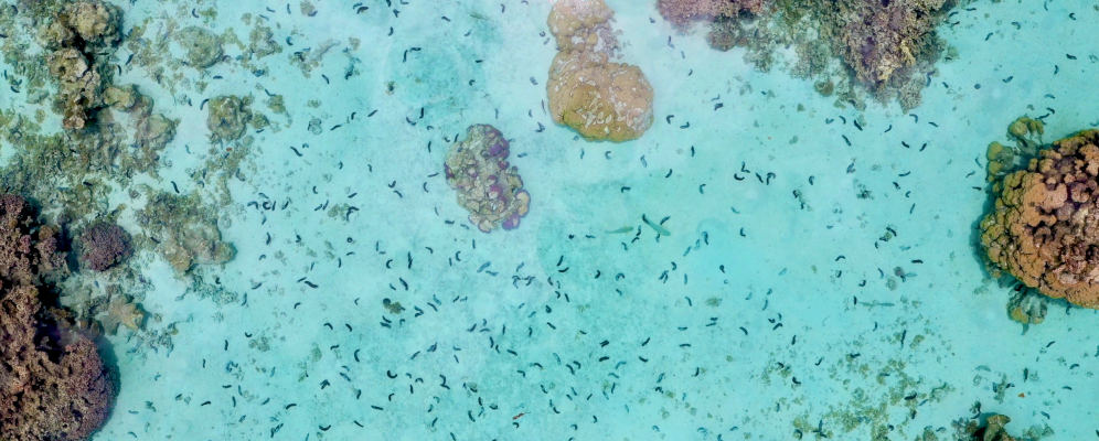 A drone photo of the reef with sea cucumbers present on the sand. Photo courtesy of Dr. Cody Clements, School of Biological Sciences, Georgia Institute of Technology.